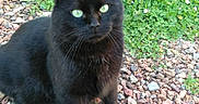 Munky participe au concours pour gagner de l'argent avec cette photo : animal, backyard, blackcat, cat, field, grass, grassland, gravel, green, manx, nature, outdoors, path, pebble, pet, plant, road, rock, slate, soil