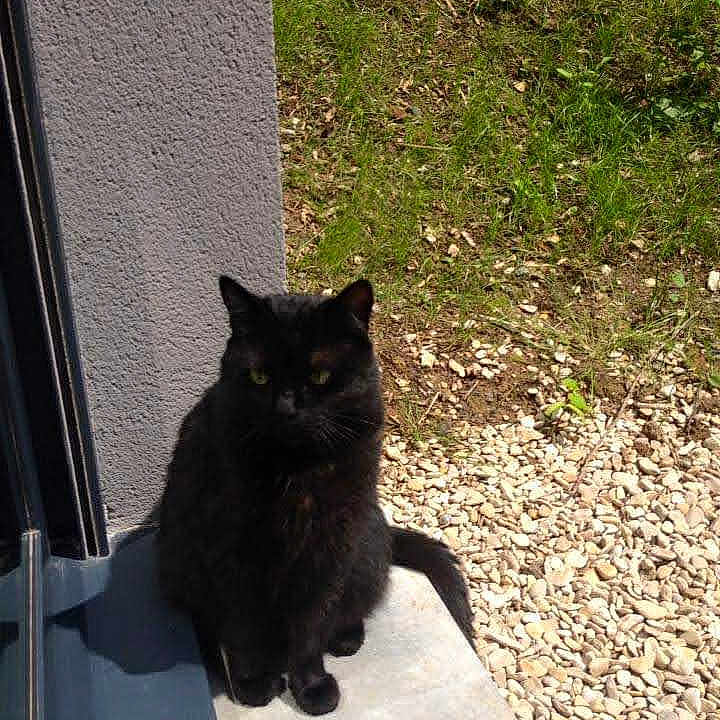 Munky participe au concours pour gagner de l'argent avec cette photo : animal, backyard, blackcat, cat, grass, gravel, kitten, manx, nature, outdoors, path, pebble, pet, plant, pottedplant, road, slate, soil, window, yard
