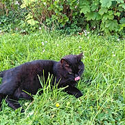 Munky a rejoint le concours — aidez-le/la à gagner de superbes lots ! animal, backyard, blackcat, cat, countryside, field, flower, grass, grassland, green, herbal, herbs, meadow, nature, outdoors, pet, plant, rural, vegetation, yard