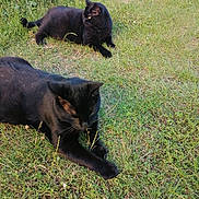 Boubou participe au concours pour gagner de l'argent avec cette photo : animal, backyard, blackcat, cat, countryside, field, grass, grassland, green, kitten, lawn, manx, meadow, nature, outdoors, pet, plant, rural, soil, yard