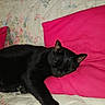 Boubou participe au concours pour gagner de l'argent avec cette photo : animal, bed, bedroom, blackcat, blanket, cat, couch, cushion, furniture, homedecor, indoors, kitten, linen, manx, person, pet, pillow, quilt, room, sleeping