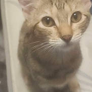 Harley joined the competition — help win amazing prizes! cat, close_up, feline, pet, animal, whiskers, ears, eyes, fur, indoor, curious, looking_up, blurred, soft_focus, cute, domestic, mammal, tabby, face, portrait