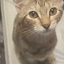 cat, close_up, feline, pet, animal, whiskers, ears, eyes, fur, indoor, curious, looking_up, blurred, soft_focus, cute, domestic, mammal, tabby, face, portrait