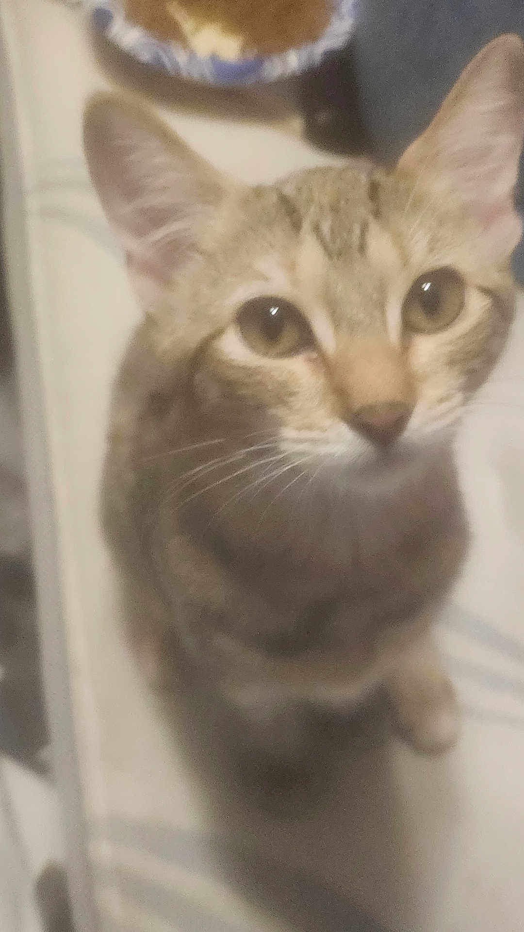 Harley