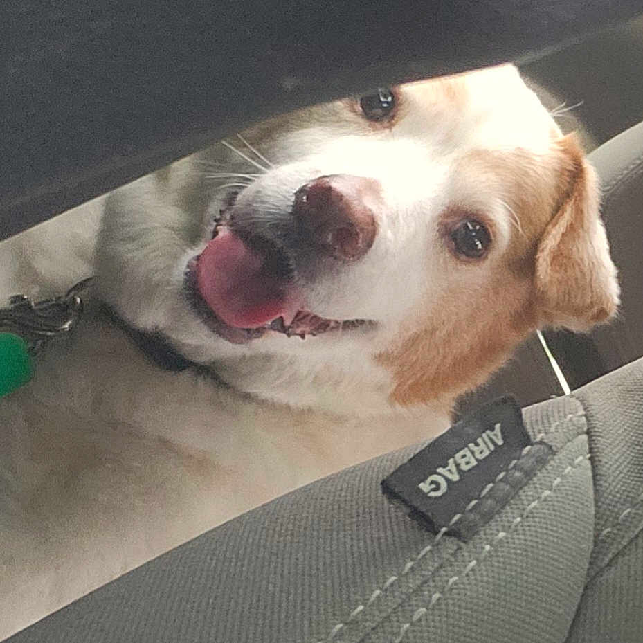 Mr. B is registered to the contest to win money with this photo: airbag, animal, brown_fur, canine, car, closeup, collar, curious, dog, face, happy, indoor, leash, pet, playful, seat, smiling, tongue, vehicle_interior, white_fur