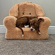 Koda joined the competition — help win amazing prizes! puppy, dog, sleeping, brown_dog, plush_chair, teddy_bear_chair, carpet, indoor, pet, cozy, resting, furniture, cute, small_dog, animal, relaxation, home, soft_texture, floor, wall