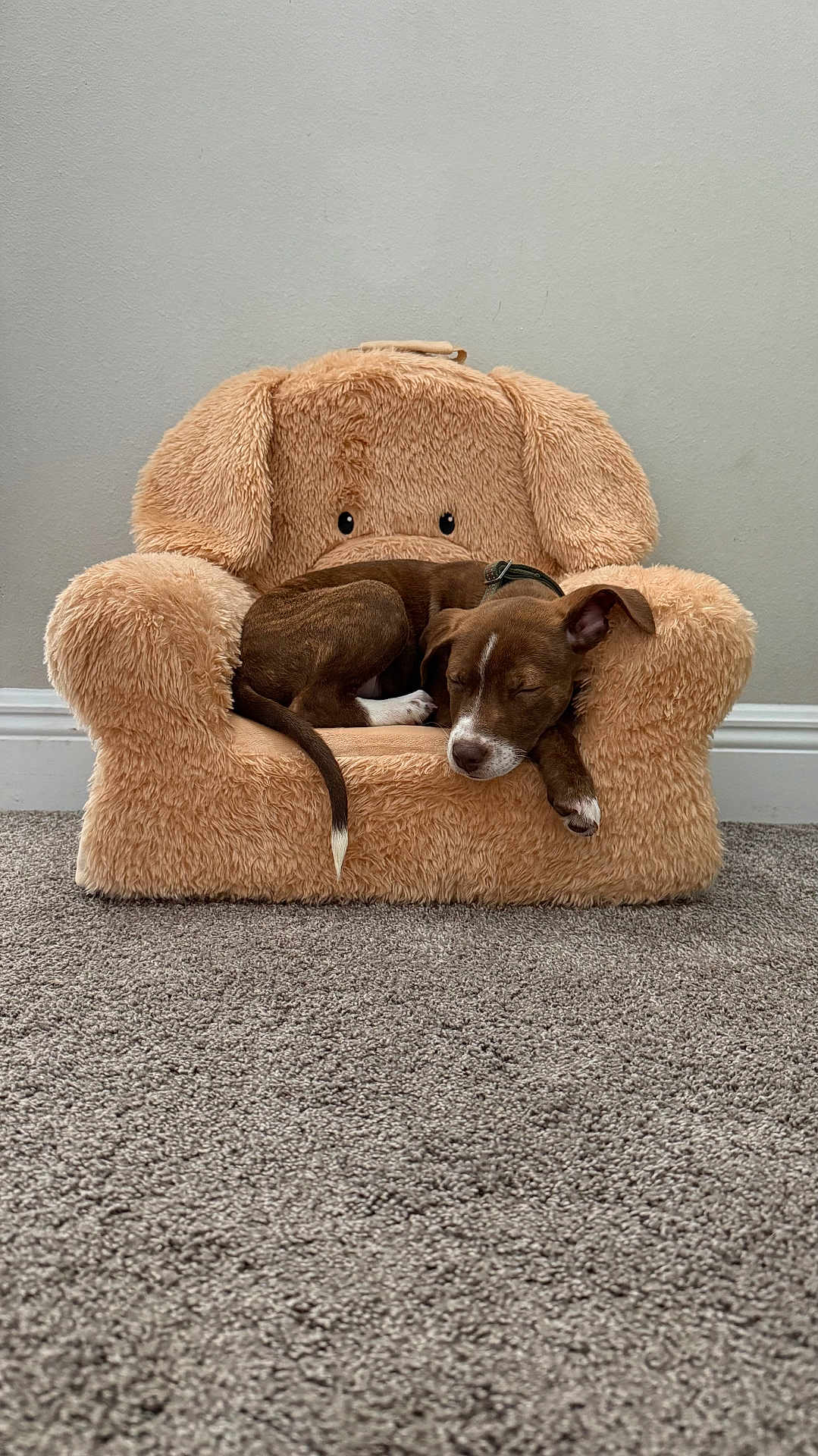 Koda