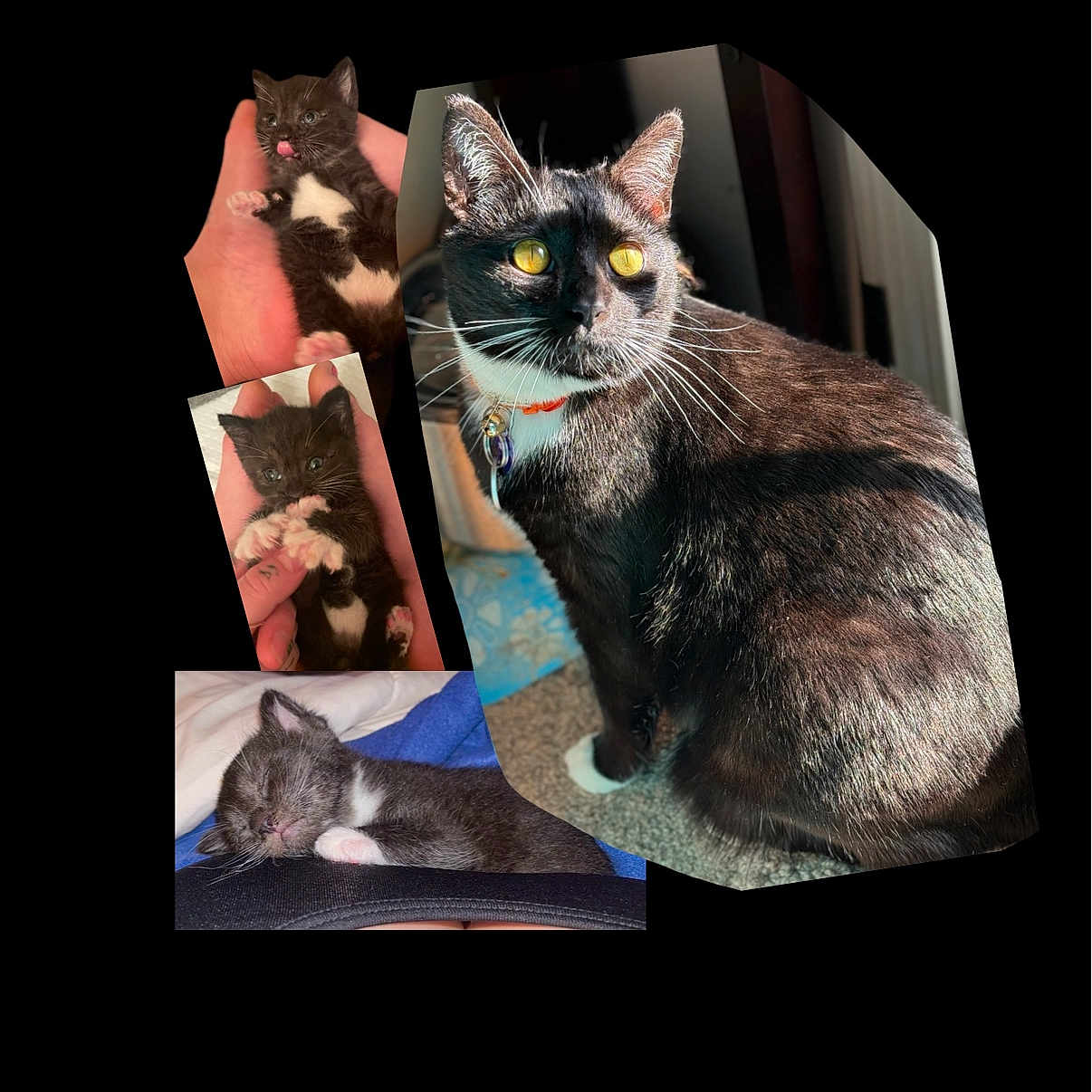 Salem joined the competition — help win amazing prizes! abyssinian, accessories, animal, art, blackcat, cat, chair, collage, couch, cushion, den, egyptiancat, formalwear, furniture, homedecor, indoors, kitten, manx, pet, quilt