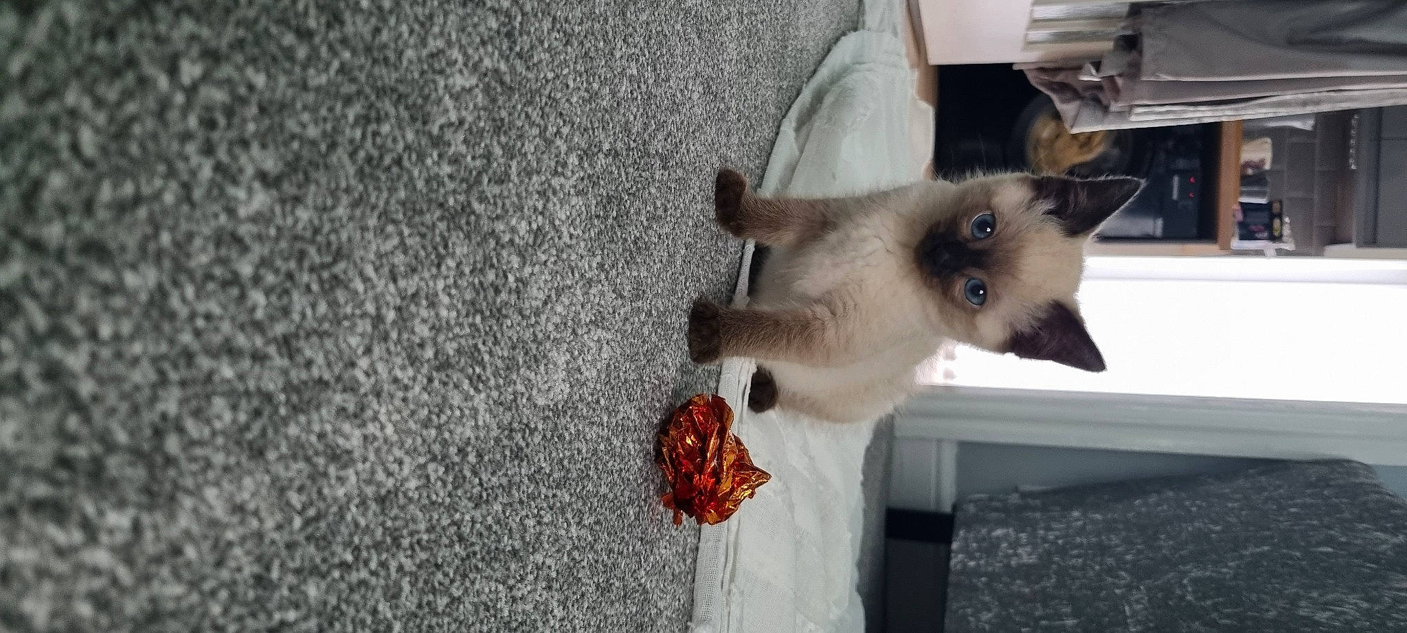 Willow joined the competition — help win amazing prizes! asphalt, balinese, carnivore, cat, concrete, dog_breed, domestic_short_haired_cat, fawn, felidae, flooring, fur, road_surface, siamese, small_to_medium_sized_cats, snout, tail, tar, thai, tonkinese, whiskers