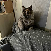 Opale participe au concours pour gagner de l'argent avec cette photo : animal, cat, couch, cozy, curious, cushion, decor, domestic, feline, fluffy, furniture, green_eyes, household, indoor, pet, polka_dot, portrait, relaxed, sitting, wallpaper