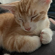 Fin joined the competition — help win amazing prizes! cat, kitten, orange_tabby, sleeping, close_up, fluffy, paw, whiskers, indoor, pet, cute, fur, relaxed, napping, animal, feline, pink_nose, soft, domestic_cat, resting