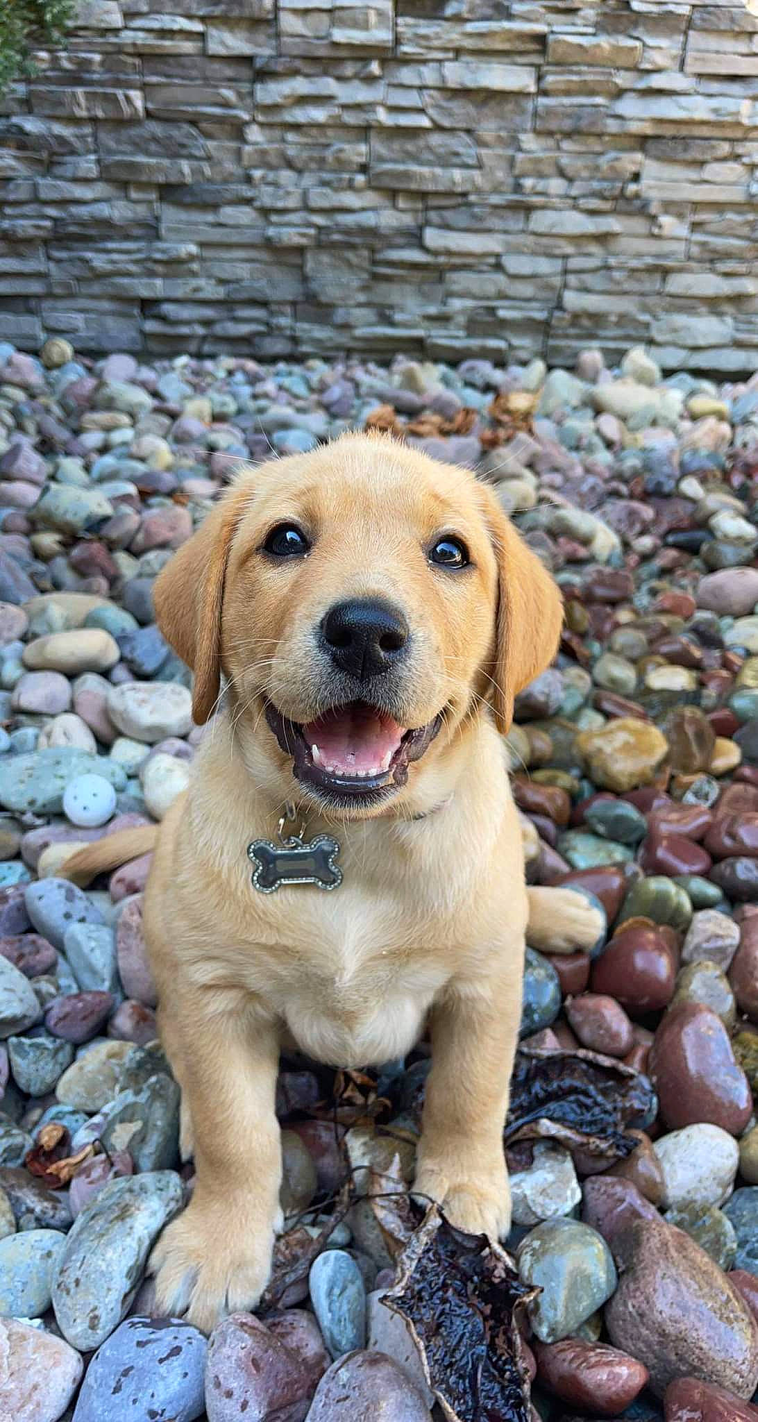 Maisie is registered to the contest to win money with this photo: canidae, carnivore, cobblestone, collar, companion_dog, dog, dog_breed, dog_collar, fawn, fur, grass, gun_dog, paw, pebble, snout, soil, sporting_group, tail, whiskers, working_animal