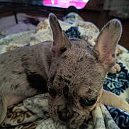 Blue joined the competition — help win amazing prizes! puppy, dog, blanket, indoor, cute, sleepy, cozy, patterned_blanket, fur, ears, pet, animal, resting, snuggling, young_dog, canine, closeup, soft_texture, home, comfort