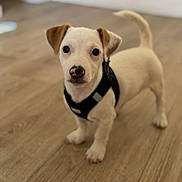 Ary a rejoint le concours — aidez-le/la à gagner de superbes lots ! puppy, dog, pet, animal, young, cute, indoor, floor, wooden_floor, harness, small, white_fur, brown_ears, standing, looking, curious, domestic_animal, canine, companion, adorable
