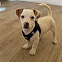 puppy, dog, pet, animal, young, cute, indoor, floor, wooden_floor, harness, small, white_fur, brown_ears, standing, looking, curious, domestic_animal, canine, companion, adorable