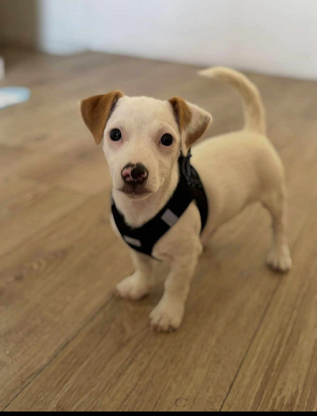 Ary a rejoint le concours — aidez-le/la à gagner de superbes lots ! puppy, dog, pet, animal, young, cute, indoor, floor, wooden_floor, harness, small, white_fur, brown_ears, standing, looking, curious, domestic_animal, canine, companion, adorable