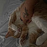 cat, orange_cat, white_cat, sleeping, cuddling, pet, animal, paw, whiskers, fur, striped_fur, indoor, bed, bedding, human_arm, tattoo, affection, relaxed, close_up, cozy
