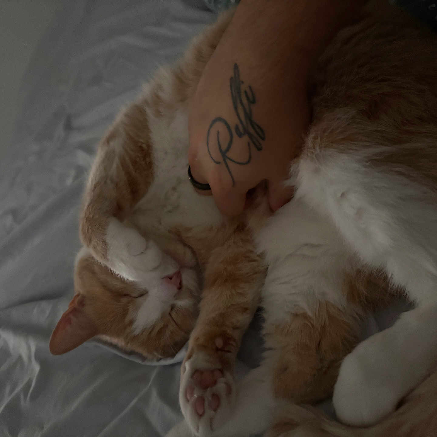 Ollie