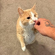 Ollie is registered to the contest to win money with this photo: cat, orange_cat, white_cat, pet, animal, feline, whiskers, ears, eyes, nose, paw, fur, indoor, carpet, hand, tattoo, petting, closeup, candid, cute