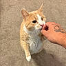 cat, orange_cat, white_cat, pet, animal, feline, whiskers, ears, eyes, nose, paw, fur, indoor, carpet, hand, tattoo, petting, closeup, candid, cute