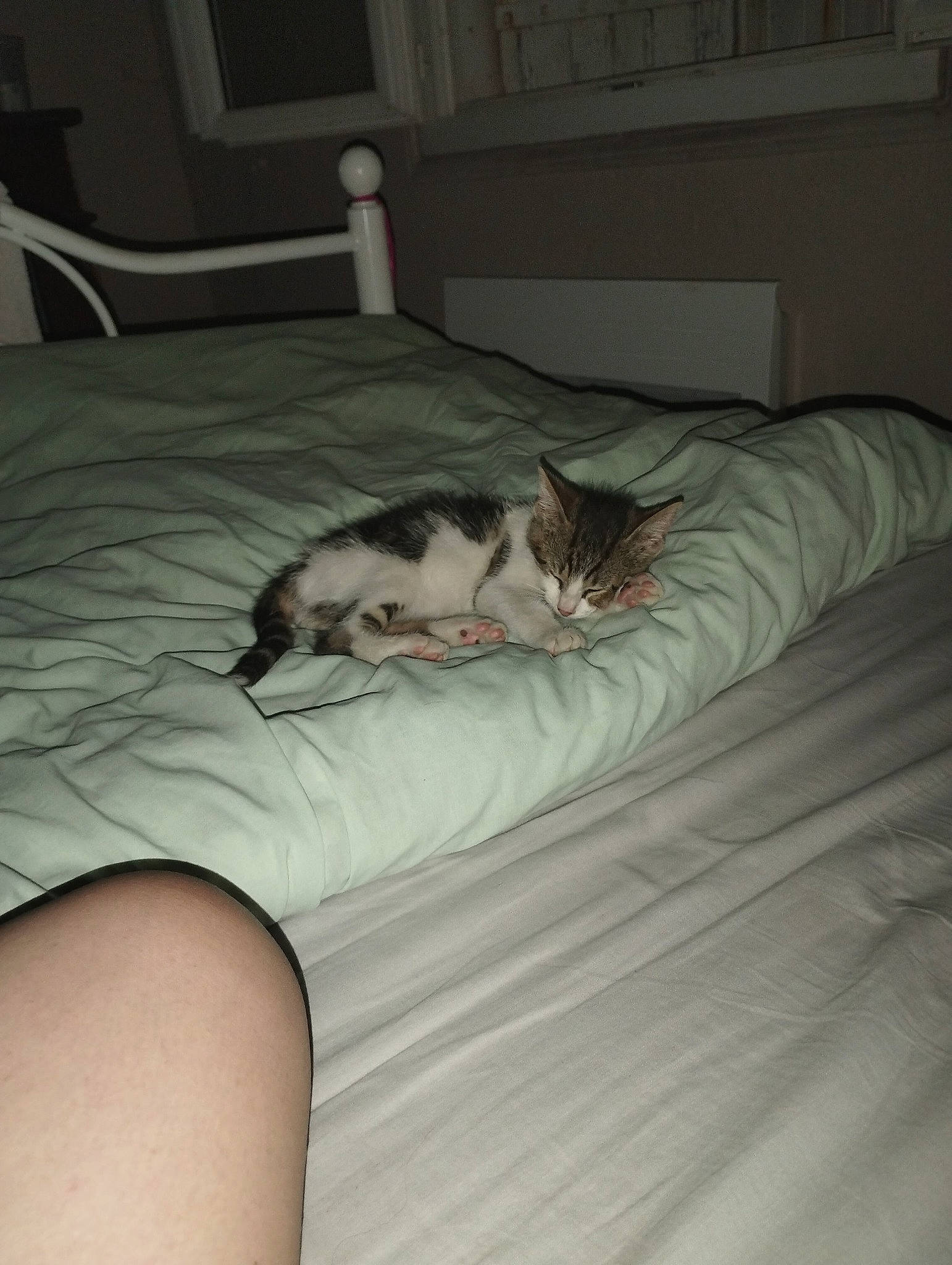 Wendy participe au concours pour gagner de l'argent avec cette photo : bed, bed_sheet, bedding, carnivore, cat, comfort, domestic_short_haired_cat, duvet, felidae, flooring, fur, grey, hardwood, linens, mattress, room, small_to_medium_sized_cats, tail, whiskers, wood