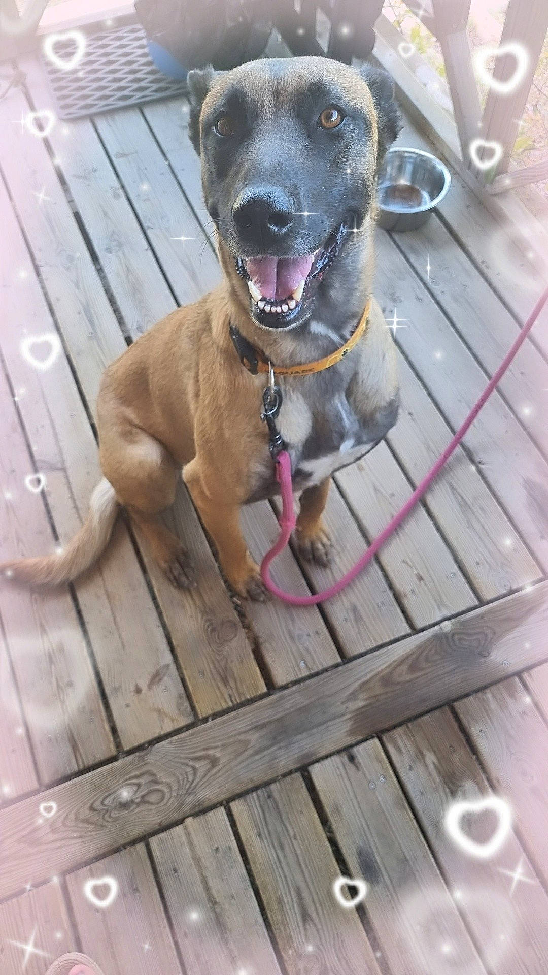 Salsa participe au concours pour gagner de l'argent avec cette photo : canidae, carnivore, collar, companion_dog, dog, dog_breed, dog_collar, dog_supply, fawn, fence, hardwood, leash, pet_supply, plank, serveware, snout, sporting_group, tableware, wood, working_animal