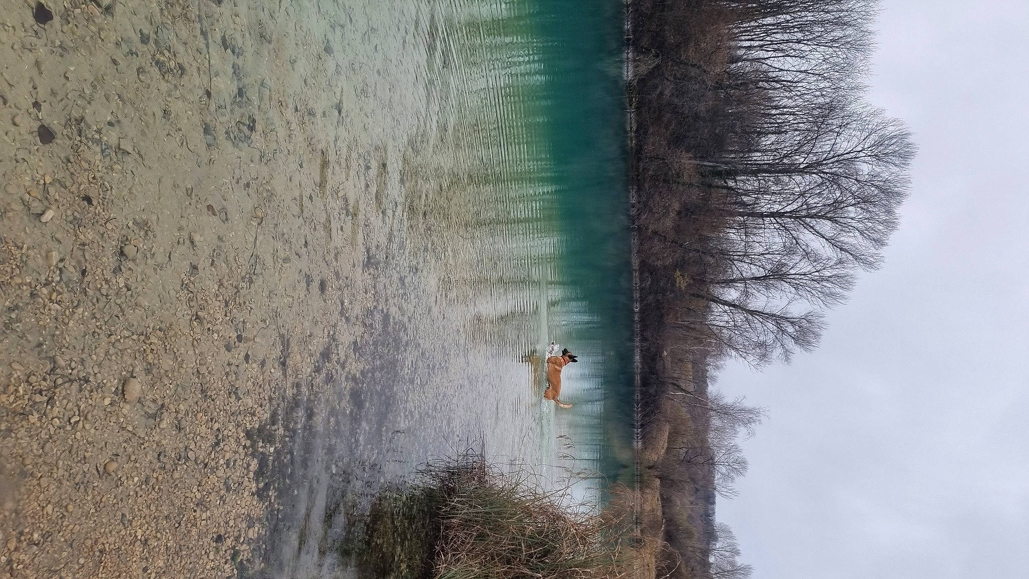 Salsa participe au concours pour gagner de l'argent avec cette photo : beach, body_of_water, forest, freezing, grass, lake, landscape, plant, reflection, reservoir, rock, sky, tree, trunk, twig, water, wetland, wildlife, winter, wood