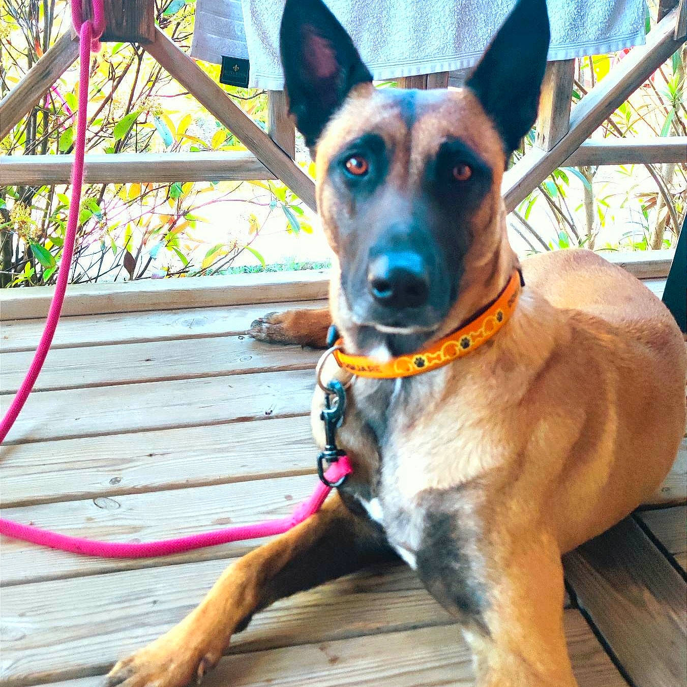 Salsa a rejoint le concours — aidez-le/la à gagner de superbes lots ! canidae, carnivore, collar, companion_dog, dog, dog_breed, dog_collar, dog_supply, door, electric_blue, fawn, fur, pet_supply, snout, sporting_group, twig, whiskers, wood, working_animal, working_dog