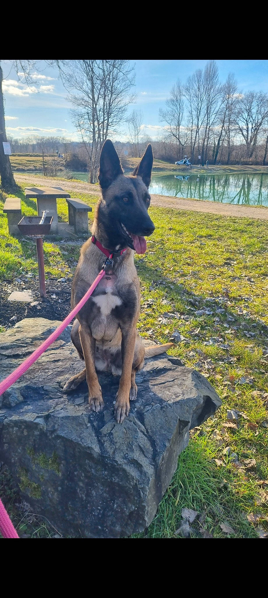 Salsa a rejoint le concours — aidez-le/la à gagner de superbes lots ! canidae, carnivore, cloud, collar, dog, dog_breed, dog_collar, dog_supply, fawn, grass, herding_dog, leisure, plant, recreation, sky, sporting_group, tail, tree, water, window