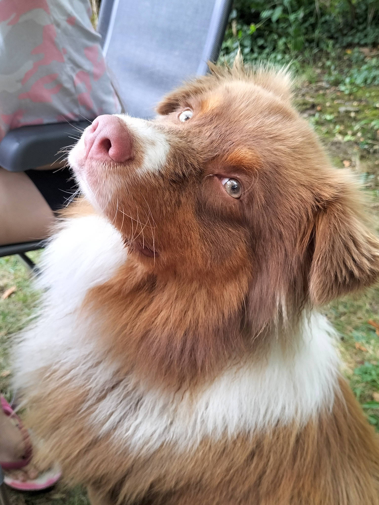 Athos a rejoint le concours — aidez-le/la à gagner de superbes lots ! australian_collie, canidae, carnivore, companion_dog, dog, dog_breed, fang, fawn, fur, grass, herding_dog, liver, plant, snout, spaniel, sporting_group, terrestrial_animal, whiskers, working_animal, working_dog