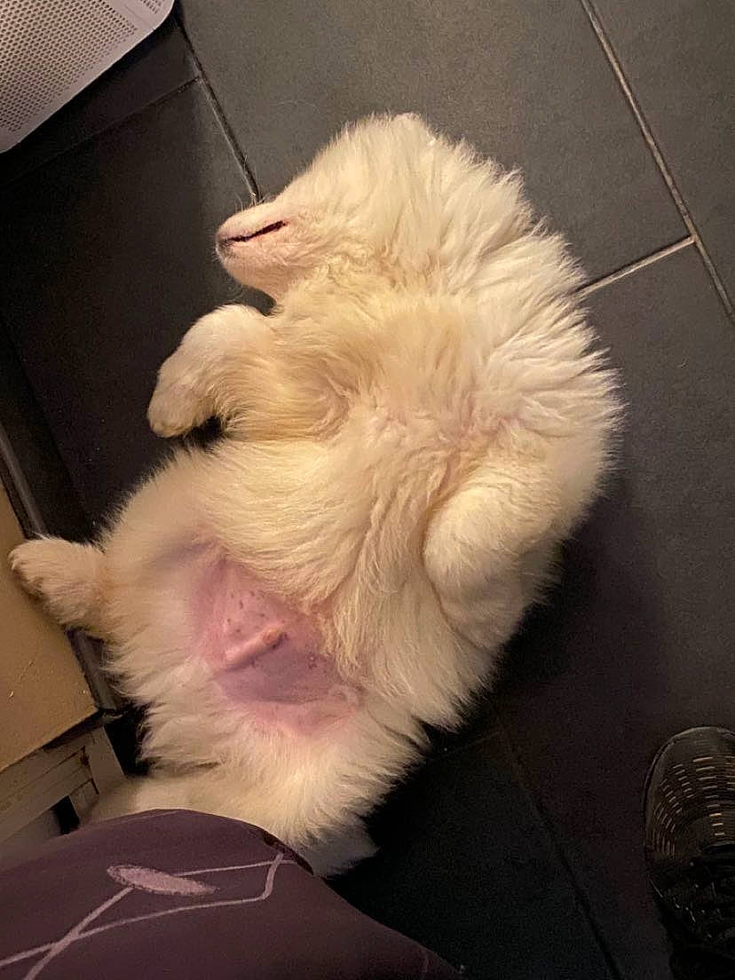 Diego participe au concours pour gagner de l'argent avec cette photo : canidae, carnivore, claw, companion_dog, dog, dog_breed, fawn, feather, felidae, fur, german_spitz, japanese_spitz, samoyed, small_to_medium_sized_cats, snout, spitz, sporting_group, tail, toy_dog, whiskers