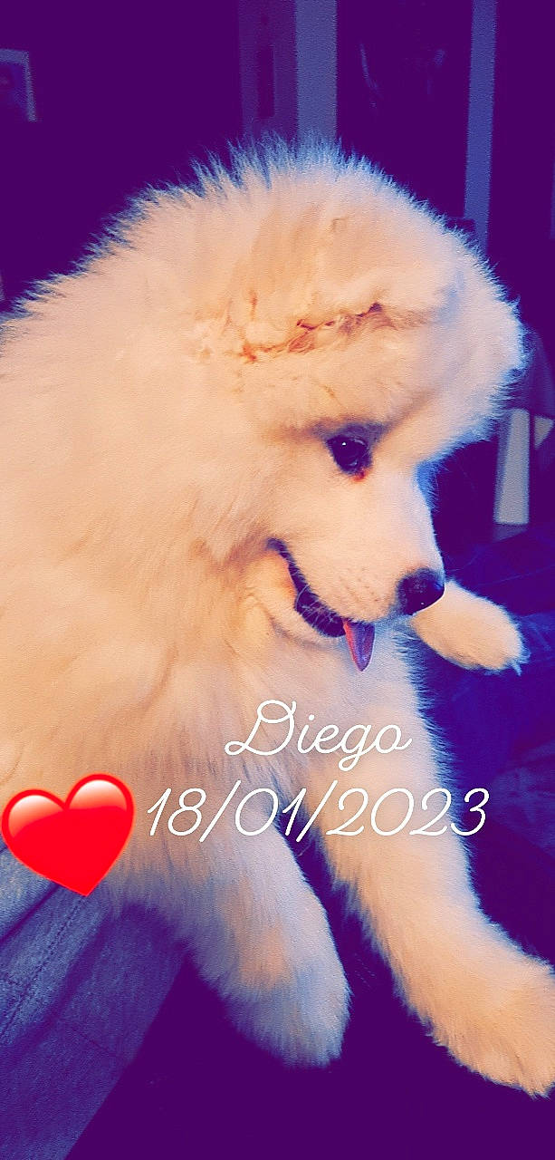 Diego a rejoint le concours — aidez-le/la à gagner de superbes lots ! canidae, carnivore, companion_dog, dog, dog_breed, entertainment, event, fawn, fun, fur, happy, magenta, non_sporting_group, photo_caption, pink, poodle, sporting_group, standard_poodle, toy_dog, water_dog