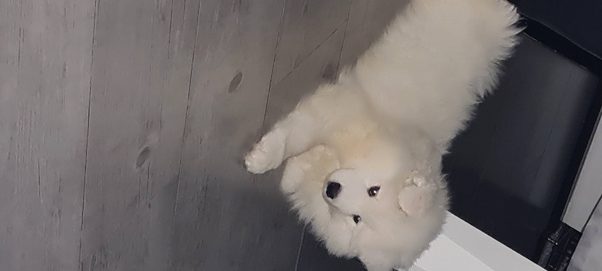 Diego a rejoint le concours — aidez-le/la à gagner de superbes lots ! bear, canidae, carnivore, companion_dog, dog_breed, felidae, fur, non_sporting_group, plush, stuffed_toy, toy, whiskers