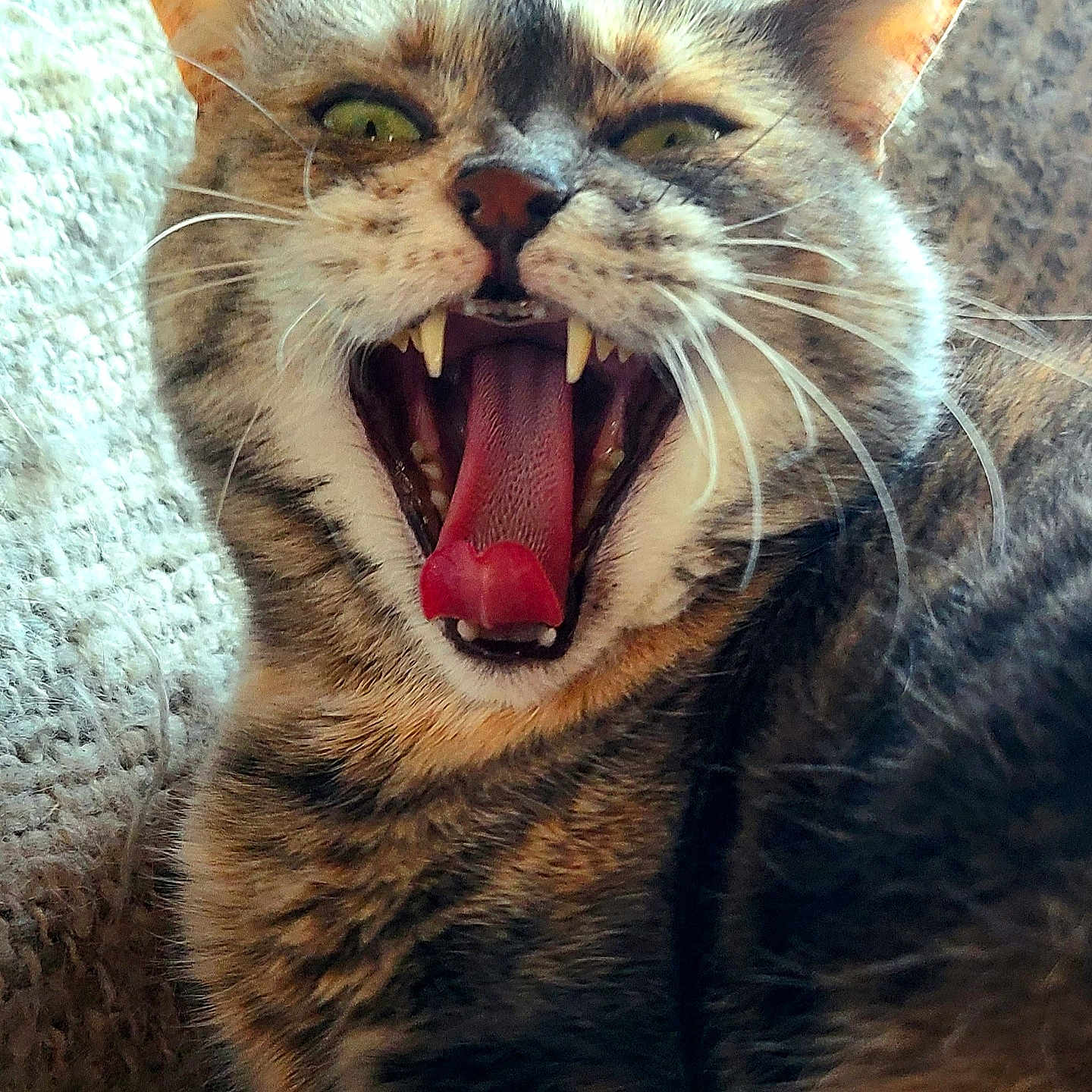 Arya a rejoint le concours — aidez-le/la à gagner de superbes lots ! abyssinian, animal, beak, bird, bodypart, cat, couch, face, furniture, head, kitten, manx, mouth, person, pet, photography, portrait, snout, teeth, tongue
