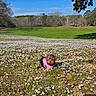 cute, distant_house, dog, flower_field, forest, grass, ground_cover, leaf_litter, meadow, outdoor, pet, pink_clothing, portrait, sky, small_dog, spring, sunny, trees, white_flowers, yorkshire_terrier