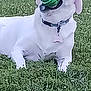 Scout is registered to the contest to win money with this photo: dog, white_dog, grass, outdoor, pet, playing, ball, collar, animal, canine, lying_down, mouth, toy, nature, green, summer, daylight, fur, paw, relaxed