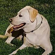 Scout is registered to the contest to win money with this photo: dog, animal, pet, grass, outdoor, collar, canine, mammal, laying_down, panting, happy, light_fur, ears, night, nature, domestic_animal, side_view, tongue, resting, close_up