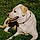 Scout