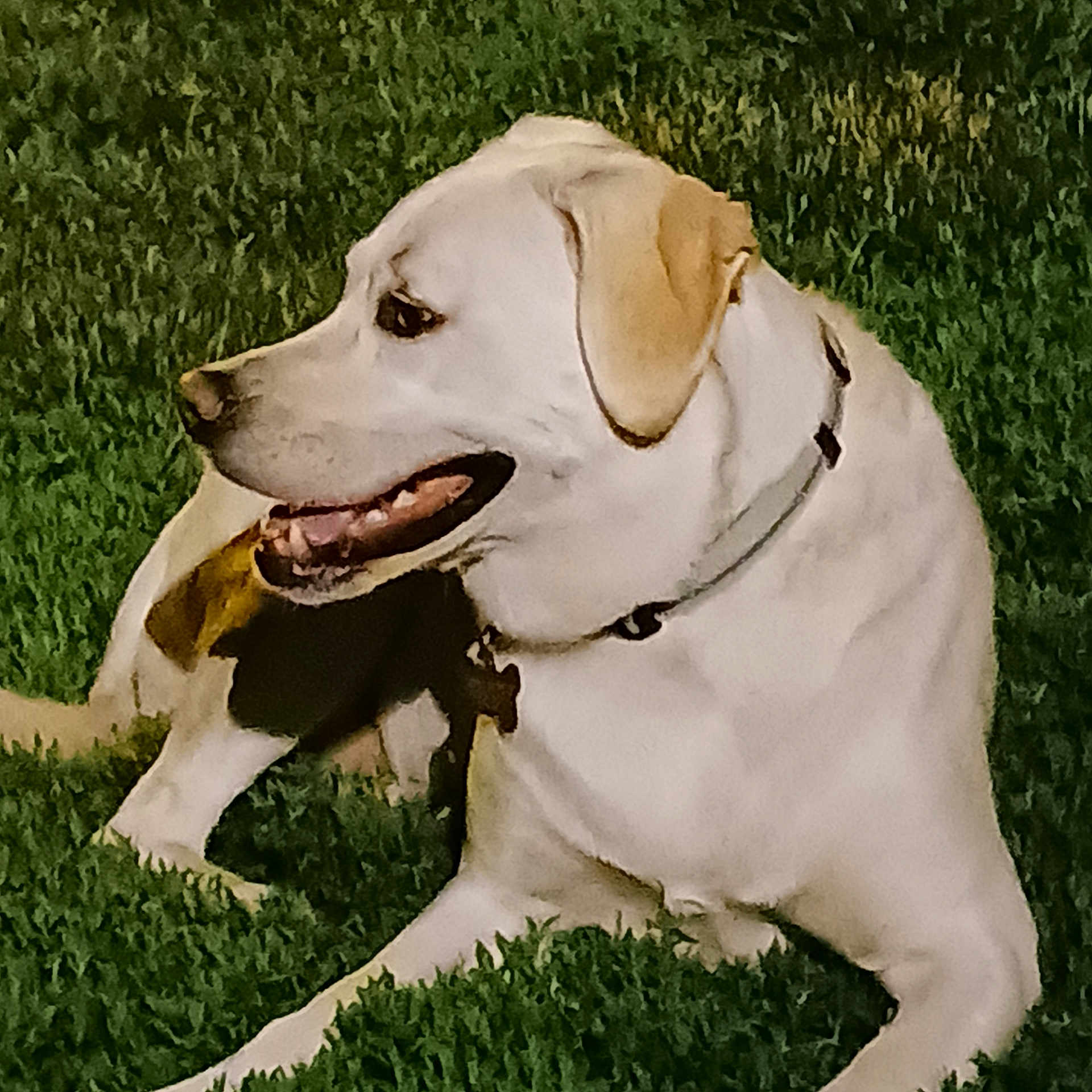 Scout is registered to the contest to win money with this photo: dog, animal, pet, grass, outdoor, collar, canine, mammal, laying_down, panting, happy, light_fur, ears, night, nature, domestic_animal, side_view, tongue, resting, close_up