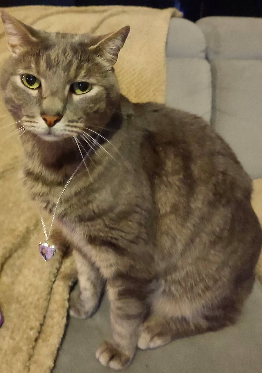 Babouche a rejoint le concours — aidez-le/la à gagner de superbes lots ! carnivore, cat, claw, domestic_short_haired_cat, fawn, felidae, fur, iris, paw, sitting, small_to_medium_sized_cats, snout, tail, terrestrial_animal, whiskers