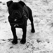 Aiko a rejoint le concours — aidez-le/la à gagner de superbes lots ! dog, puppy, black_dog, standing, snow, outdoor, winter, black_and_white, portrait, close_up, pet, canine, collar, harness, short_hair, front_facing, serious_expression, snowy_ground, animal_photography, dramatic_lighting