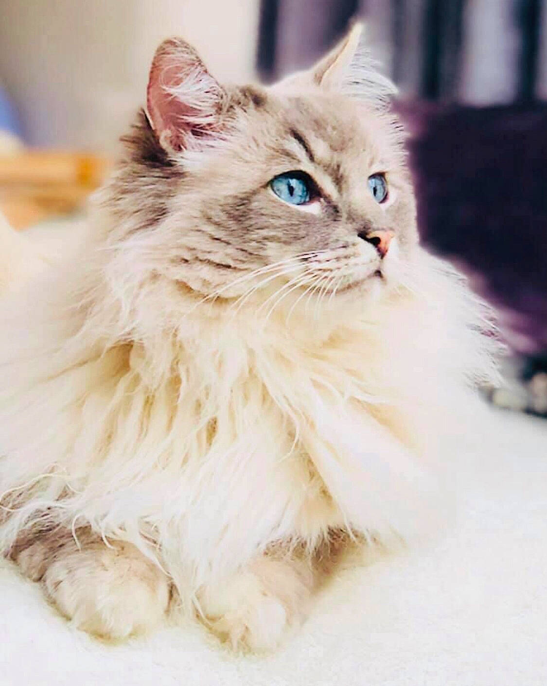 Hamish is registered to the contest to win money with this photo: carnivore, cat, claw, event, fashion_accessory, fawn, felidae, fur, maine_coon, paw, persian, ragdoll, sitting, small_to_medium_sized_cats, snout, tail, whiskers, wood