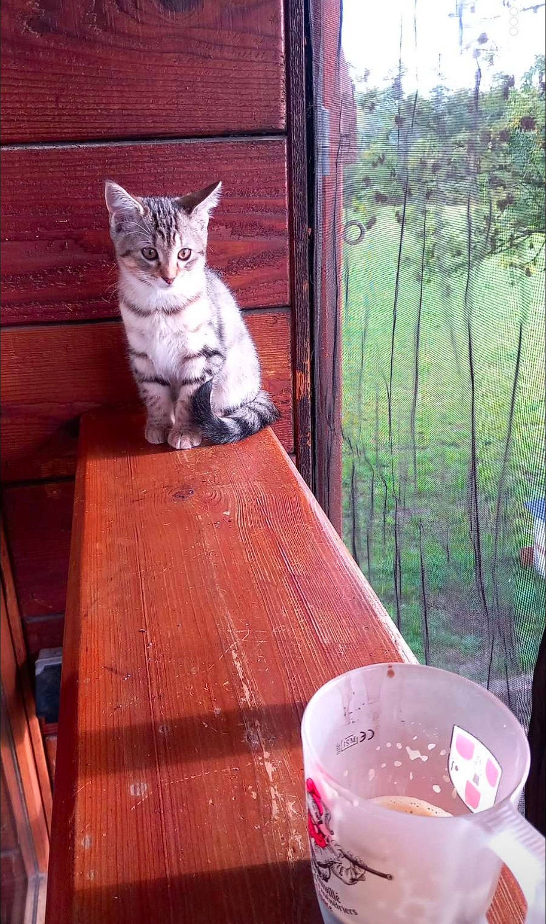 Cookies participe au concours pour gagner de l'argent avec cette photo : carnivore, cat, domestic_short_haired_cat, door, felidae, grass, hardwood, leisure, outdoor_furniture, pet_supply, plant, porch, small_to_medium_sized_cats, table, tableware, tail, tree, whiskers, window, wood