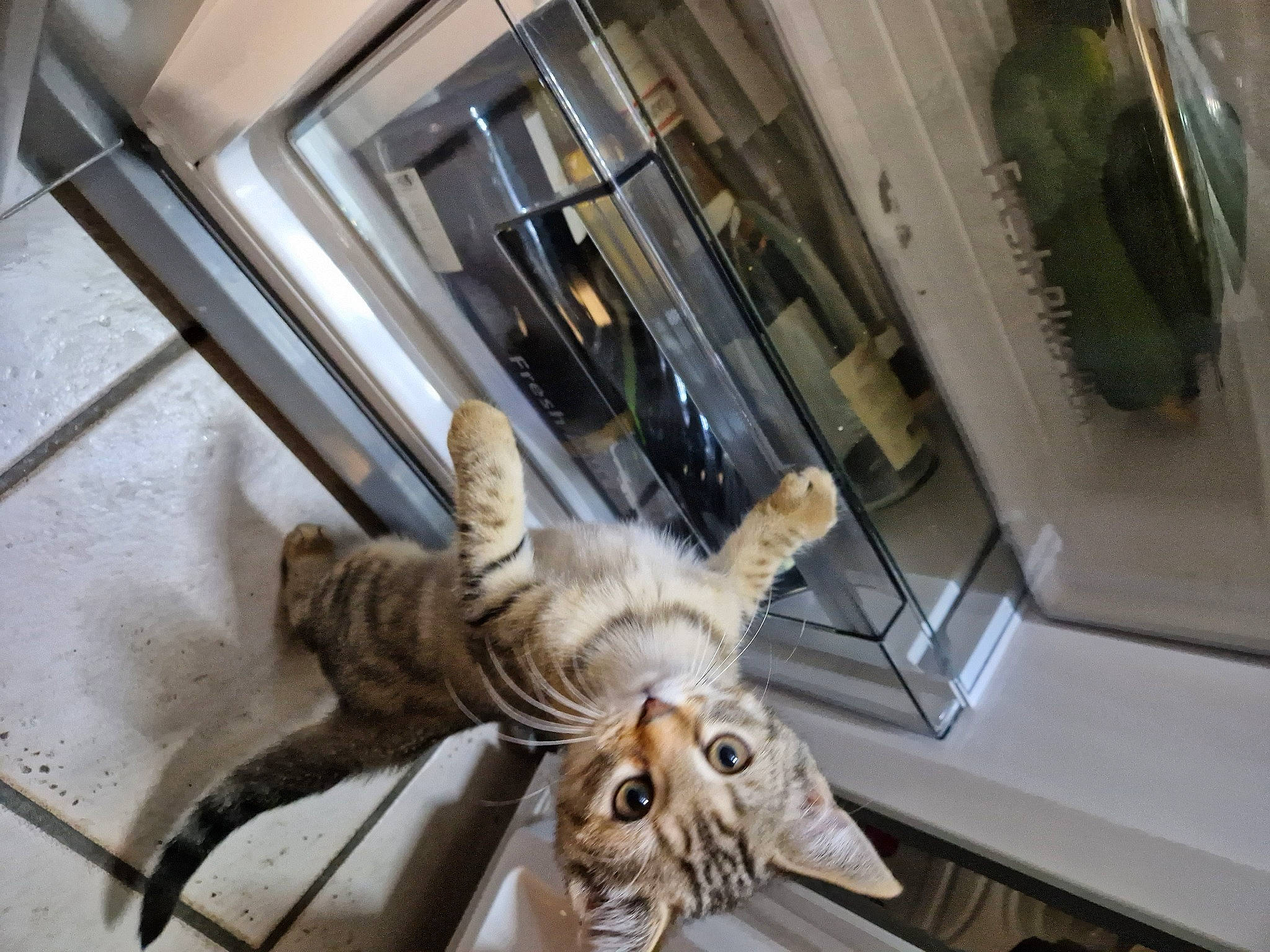 Cookie a rejoint le concours — aidez-le/la à gagner de superbes lots ! bird_of_prey, building, carnivore, cat, claw, domestic_short_haired_cat, felidae, fur, machine, metal, room, small_to_medium_sized_cats, tail, terrestrial_animal, tourist_attraction, vertebrate, whiskers, wildlife, wing, wood