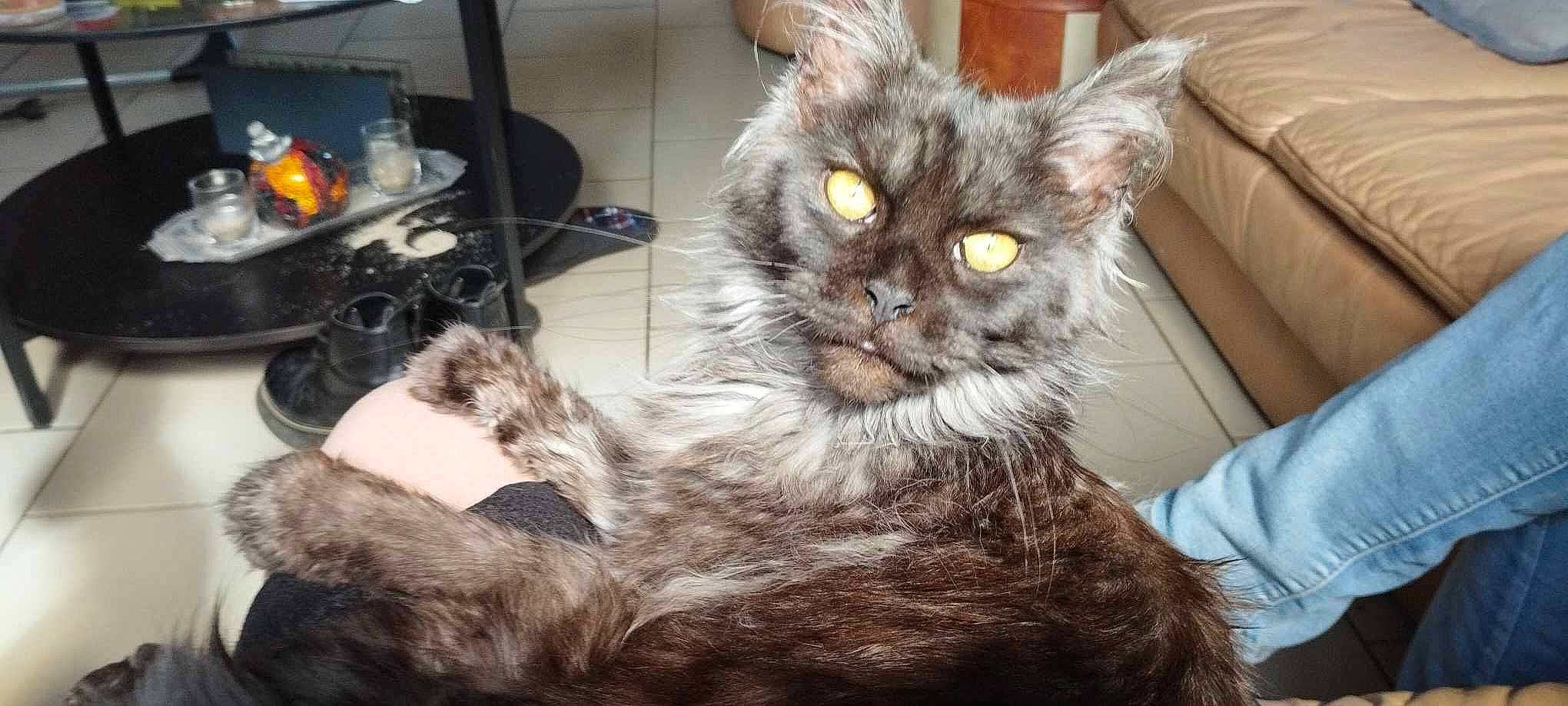 Uranya participe au concours pour gagner de l'argent avec cette photo : black_cat, carnivore, cat, claw, comfort, domestic_short_haired_cat, felidae, fur, grey, metal, paw, small_to_medium_sized_cats, snout, tail, terrestrial_animal, whiskers, window