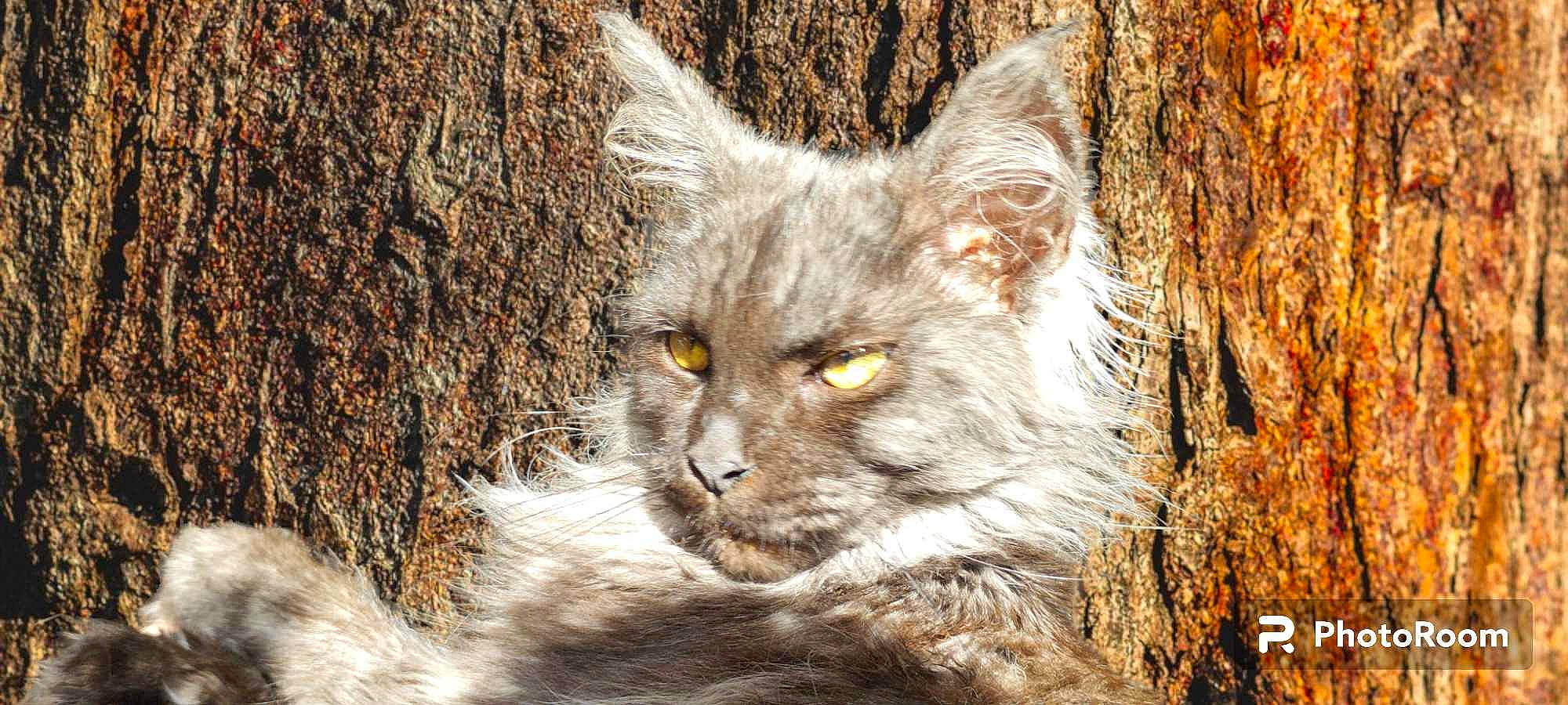 Uranya participe au concours pour gagner de l'argent avec cette photo : art, bobcat, carnivore, cat, eye, felidae, fur, lynx, plant, small_to_medium_sized_cats, snout, terrestrial_animal, tree, trunk, whiskers, wildlife, wood, zoo