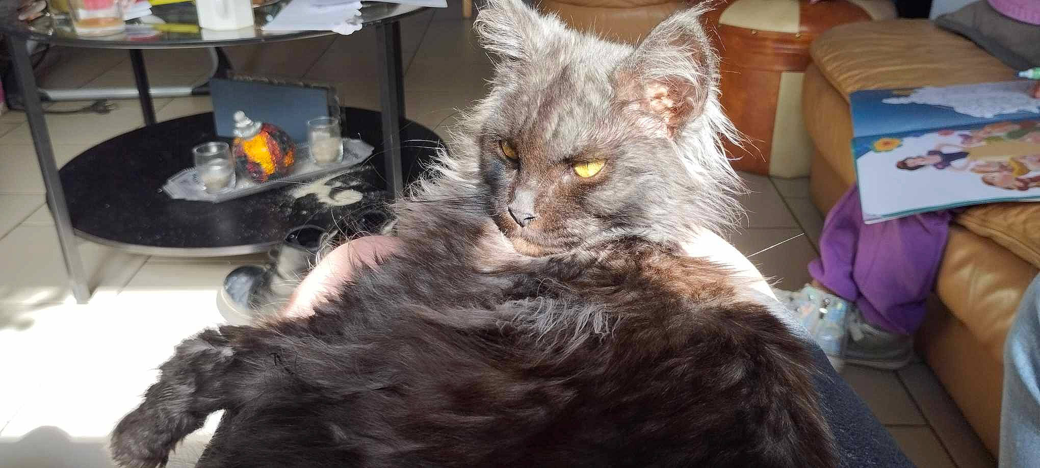 Uranya participe au concours pour gagner de l'argent avec cette photo : bed, british_longhair, carnivore, cat, claw, domestic_short_haired_cat, felidae, fur, grey, paw, small_to_medium_sized_cats, snout, tail, terrestrial_animal, vertebrate, whiskers