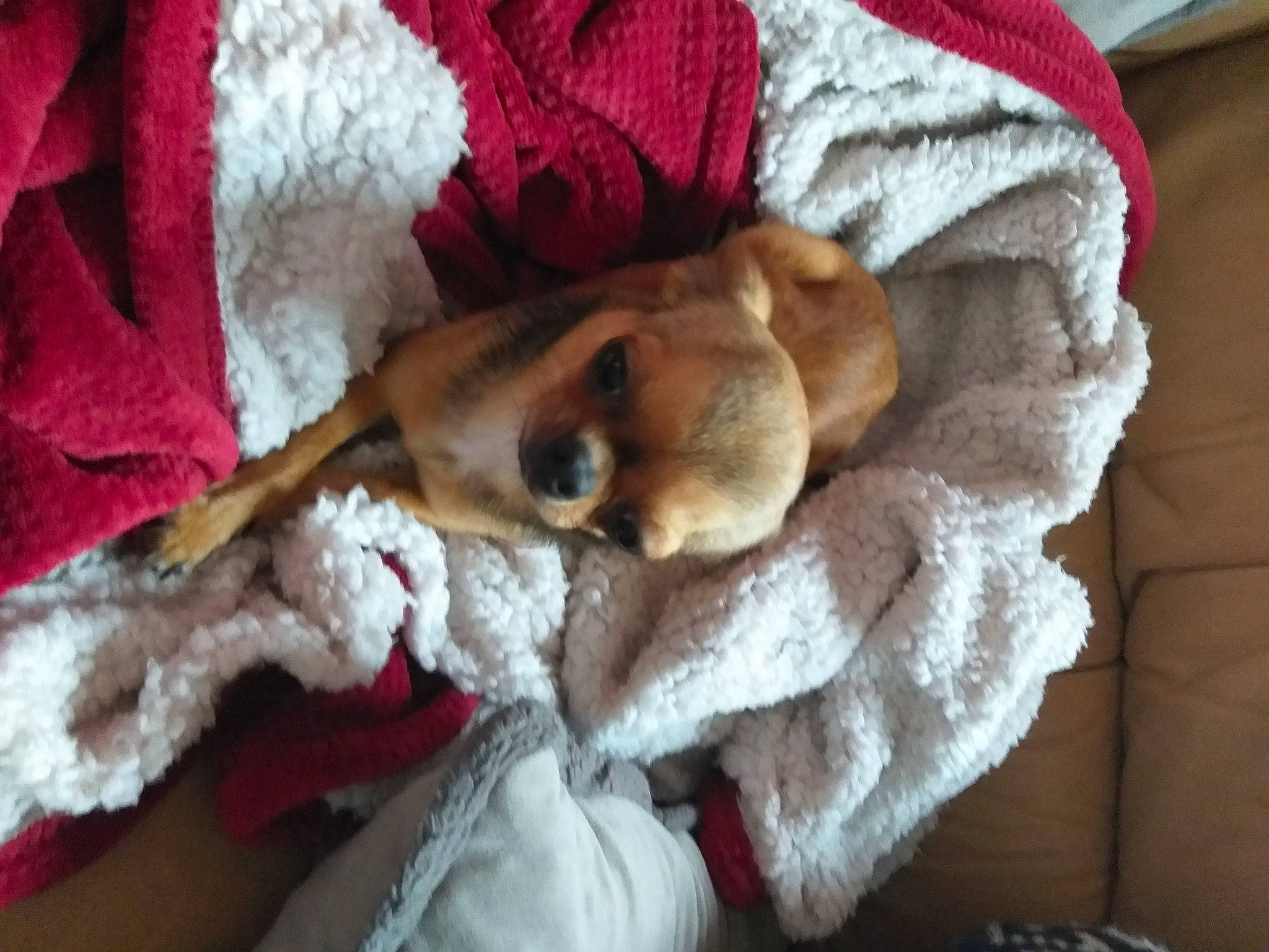 Chanelle participe au concours pour gagner de l'argent avec cette photo : canidae, carnivore, comfort, companion_dog, dog, dog_breed, dog_supply, fawn, fur, linens, paw, plush, puppy, room, snout, sporting_group, stuffed_toy, textile, toy, working_animal