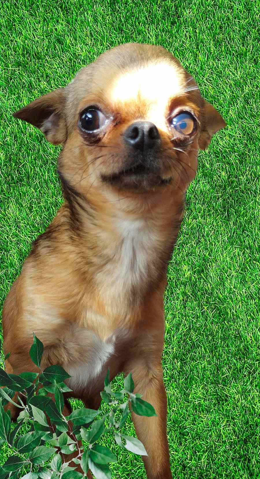 Chanelle participe au concours pour gagner de l'argent avec cette photo : canidae, carnivore, chihuahua, companion_dog, corgi_chihuahua, dog, dog_breed, fawn, fur, grass, green, plant, russkiy_toy, snout, terrestrial_animal, toy_dog, whiskers, wildlife