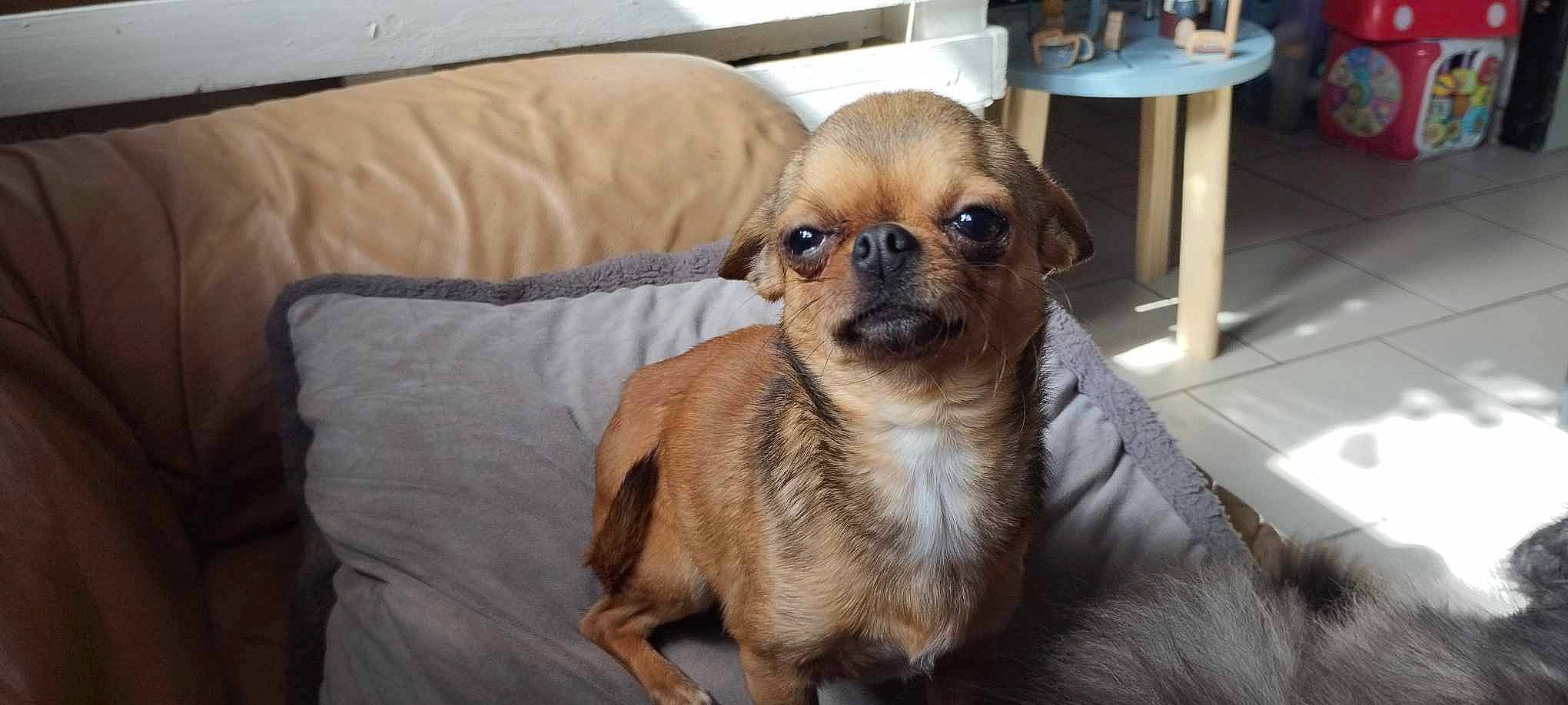 Chanelle a rejoint le concours — aidez-le/la à gagner de superbes lots ! canidae, carnivore, comfort, companion_dog, couch, dog, dog_breed, fawn, fur, liver, puppy, sleeper_chair, snout, sporting_group, terrestrial_animal, tibetan_spaniel, toy_dog, whiskers, working_animal, wrinkle